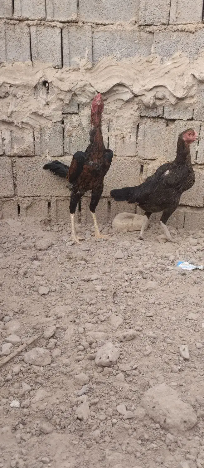 خروس لاری اوشامو جوان|حیوانات مزرعه|برازجان, |دیوار