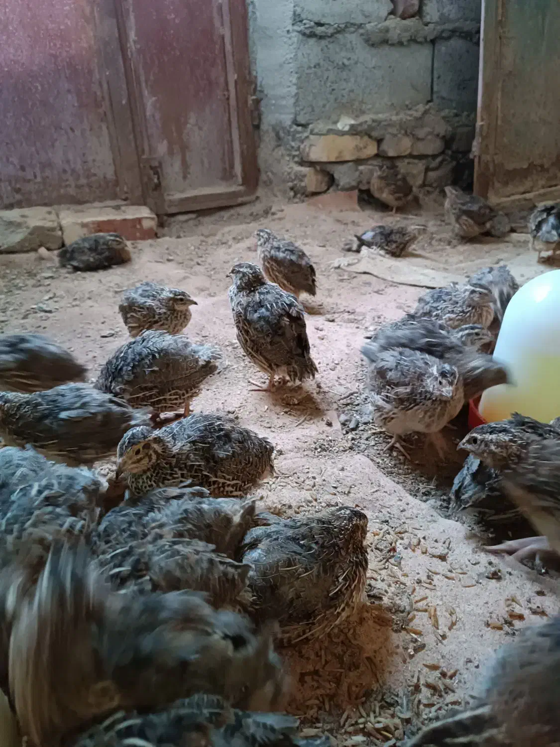 بلدرچین|حیوانات مزرعه|نیمروز, |دیوار