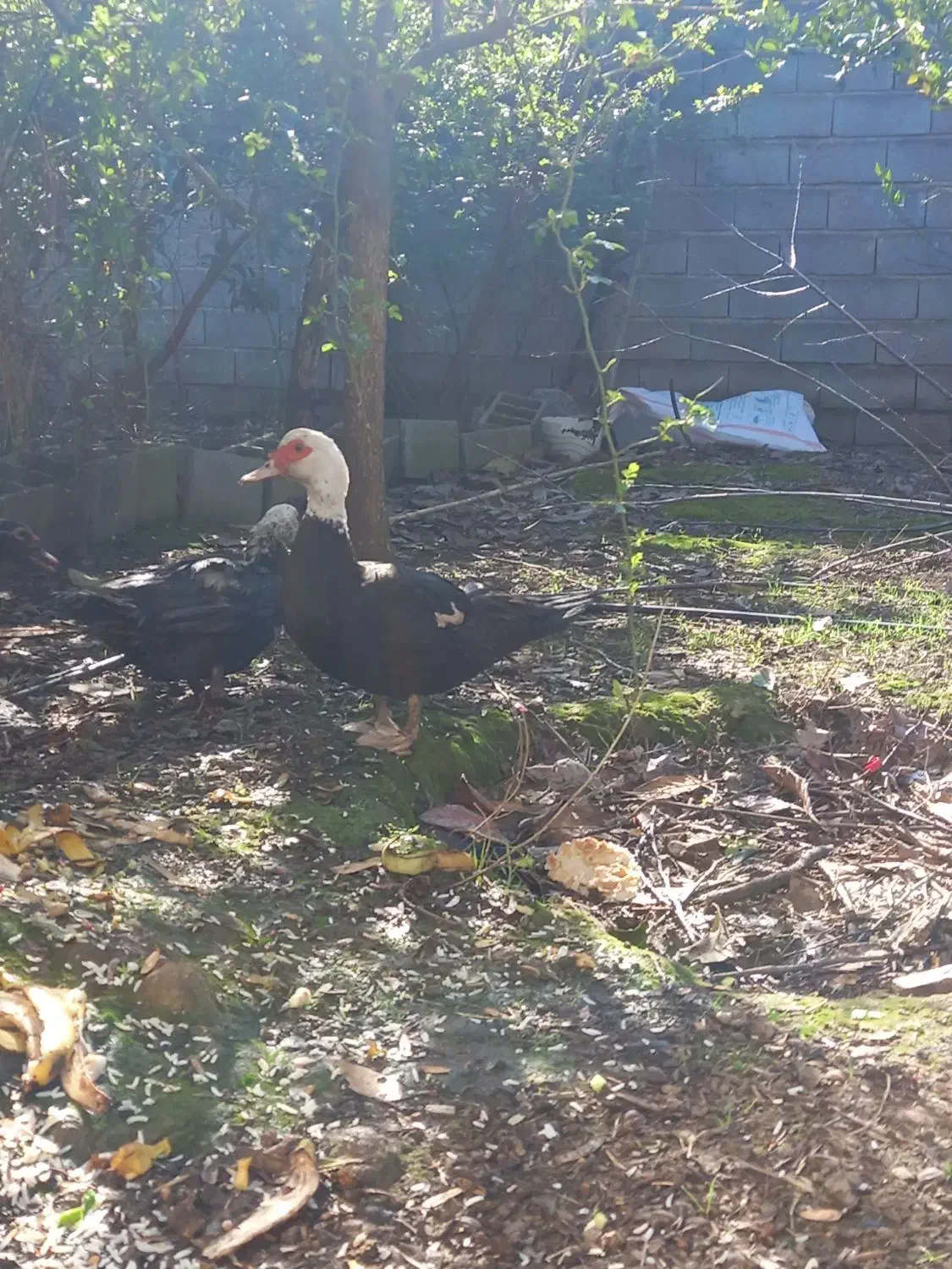 اردک اسرائیلی|حیوانات مزرعه|تاتار علیا, |دیوار