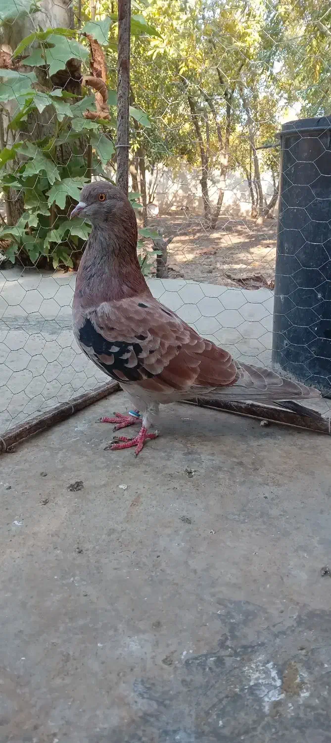 کفتر|پرنده|دلند, |دیوار