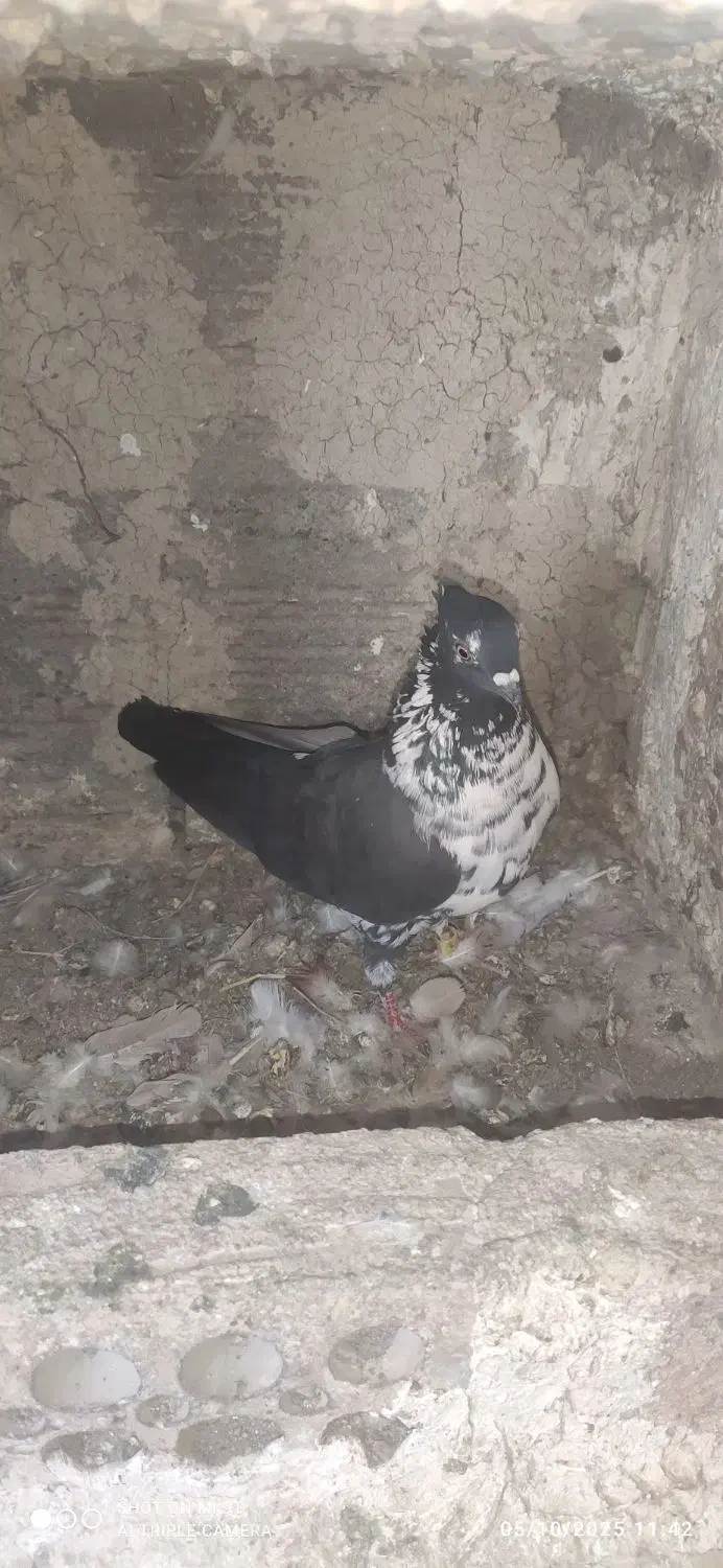 کبوتر قاره ای.سوسگی|پرنده|اردبیل, |دیوار