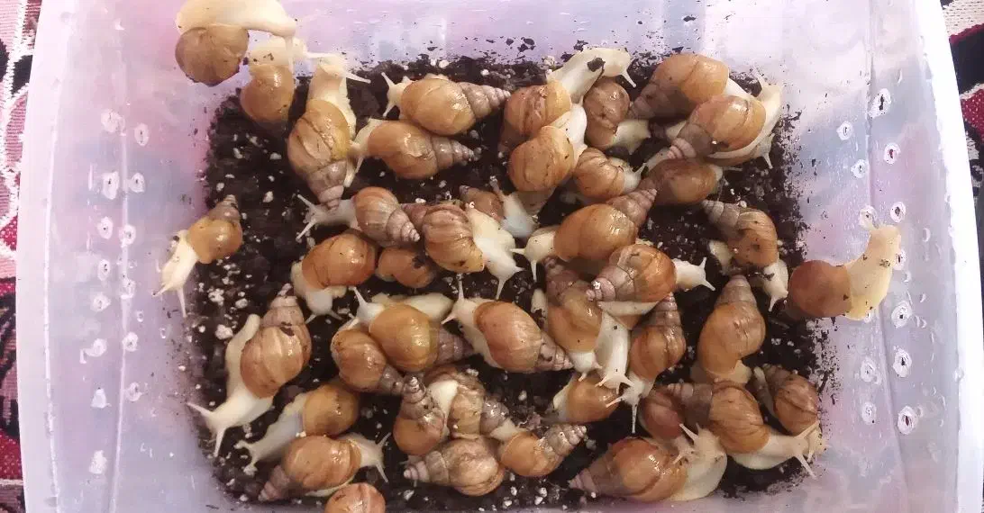 تعدادی حلزون البینو در بردسیر|خزنده|بردسیر, |دیوار