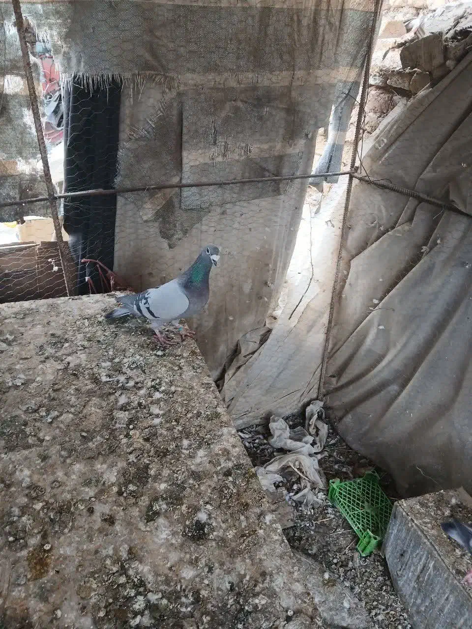 کبوتر پلاکی|پرنده|اصفهان, ارداجی|دیوار