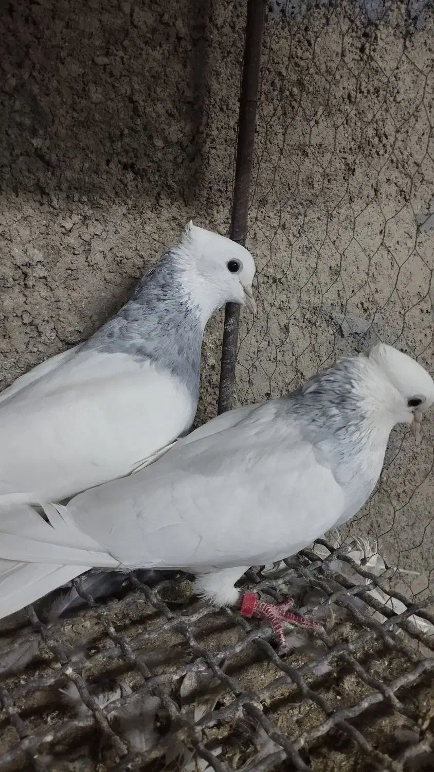 طوقی آبی بدون غلط همراه جوجه|پرنده|اصفهان, زهران|دیوار