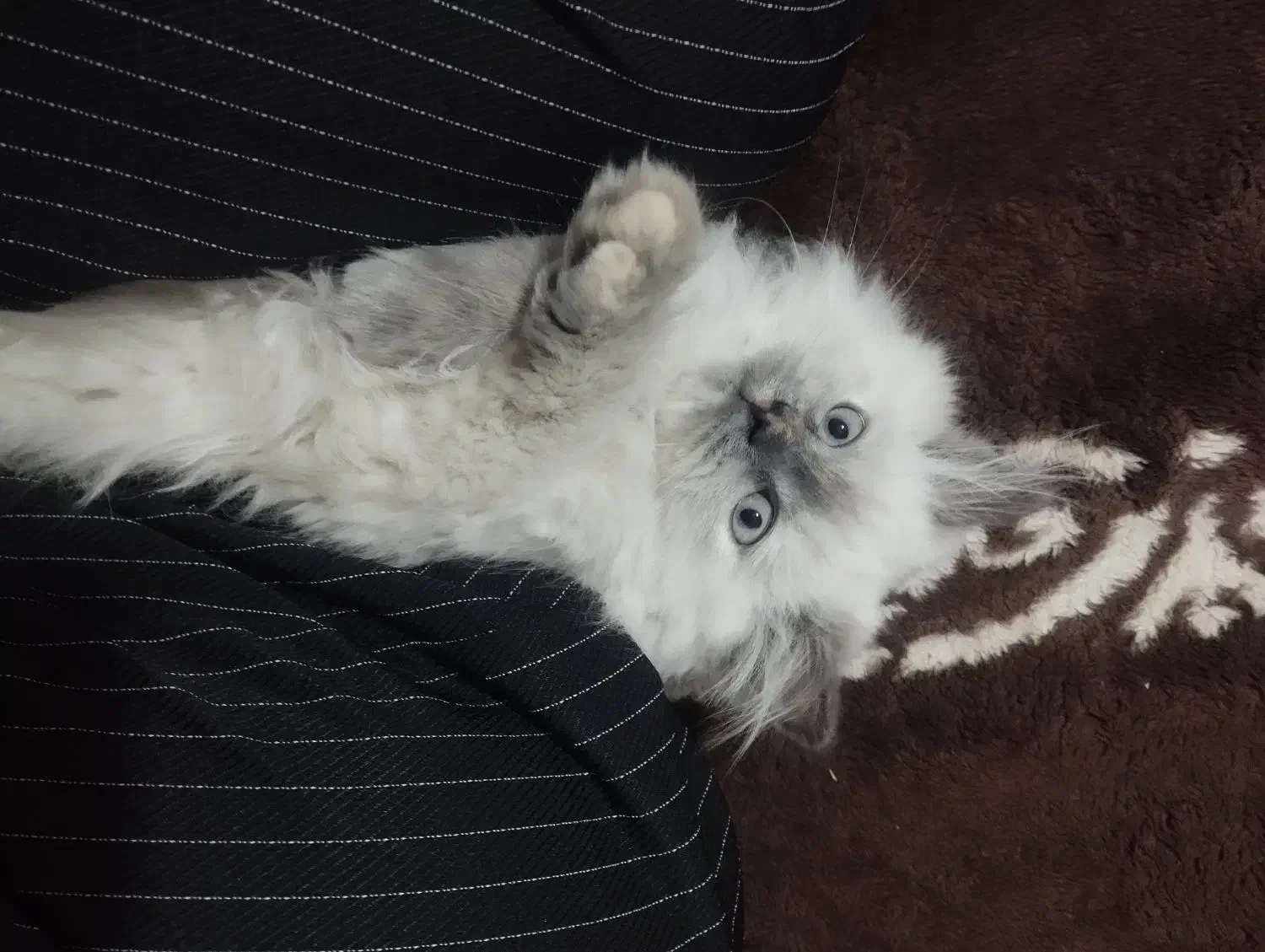 گربه|گربه|زابل, |دیوار