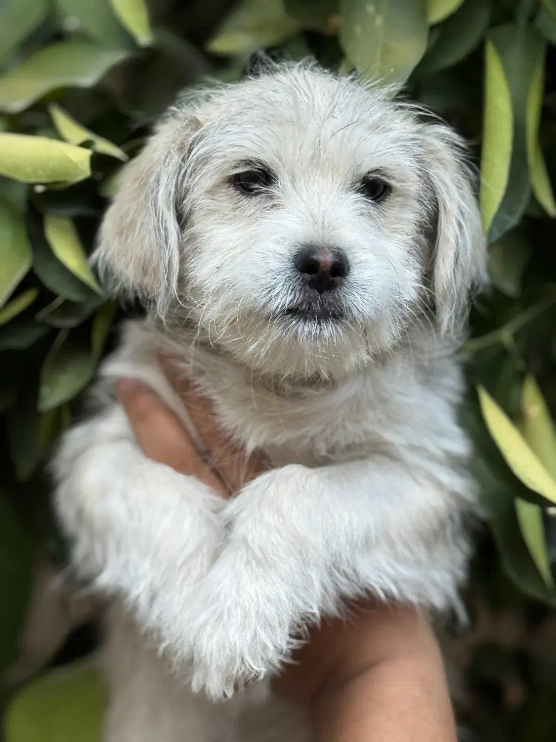 واگذاری شیتزو تریر سایز ریز|سگ|خرمآباد, |دیوار