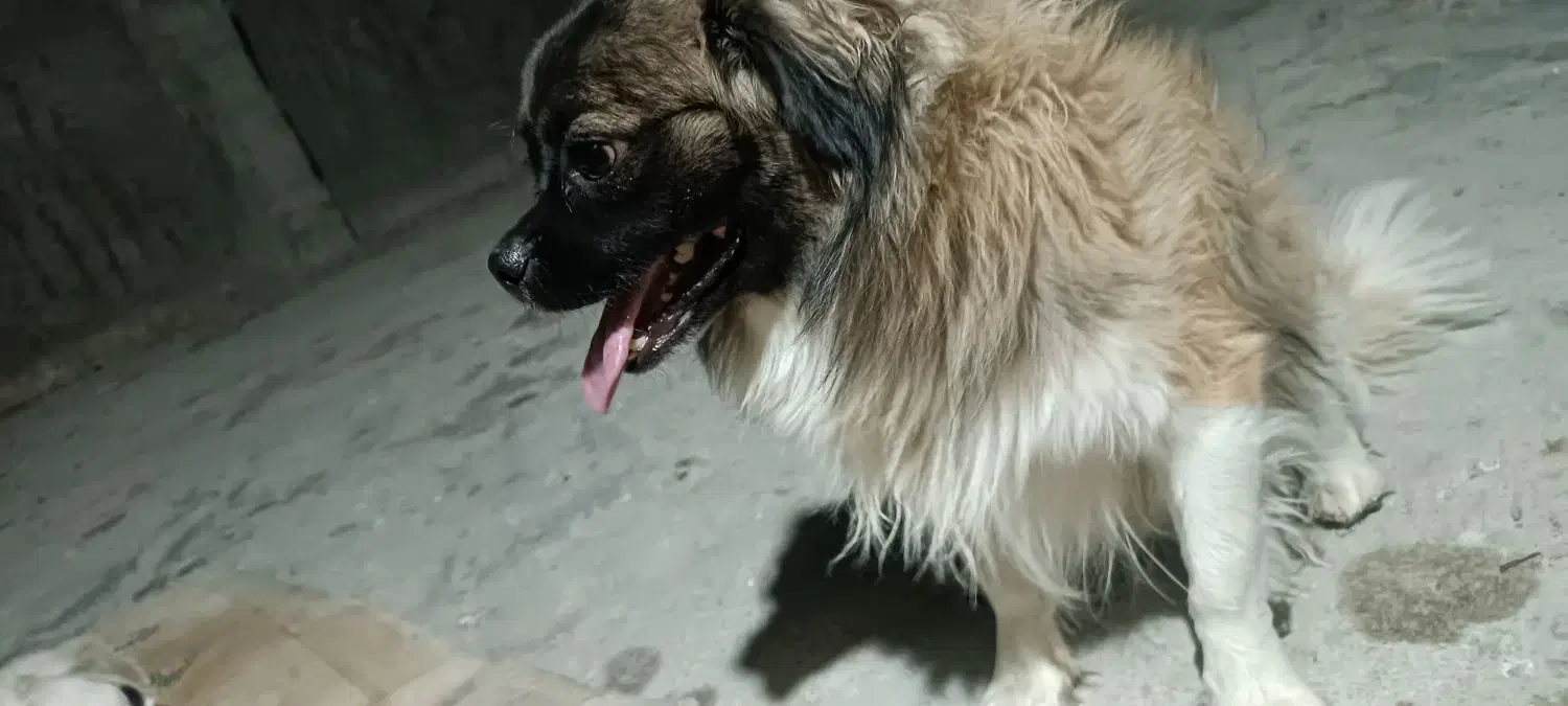 تیبتان اسپانیل|سگ|بهبهان, |دیوار