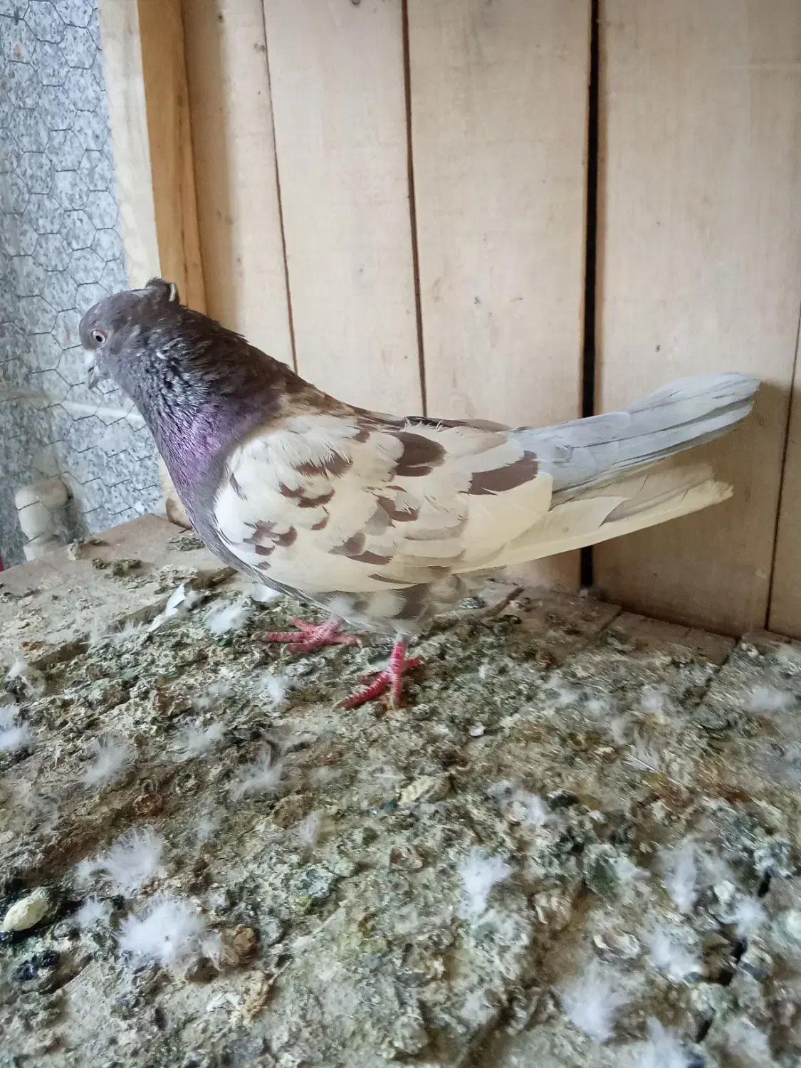 کبوتر|پرنده|قم, شهدا|دیوار