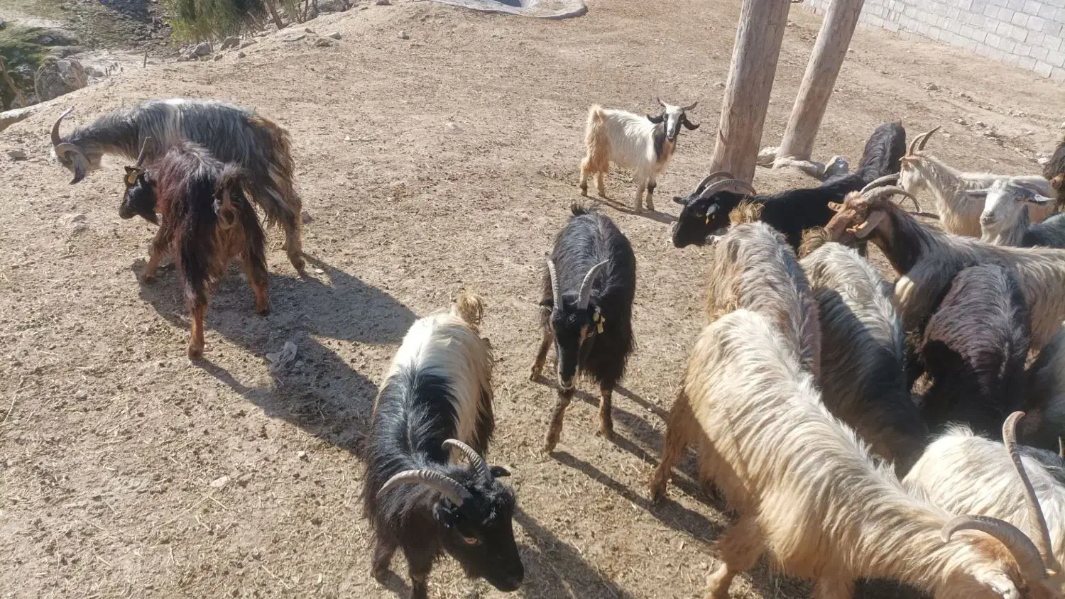 بززایده|حیوانات مزرعه|دهدشت, |دیوار