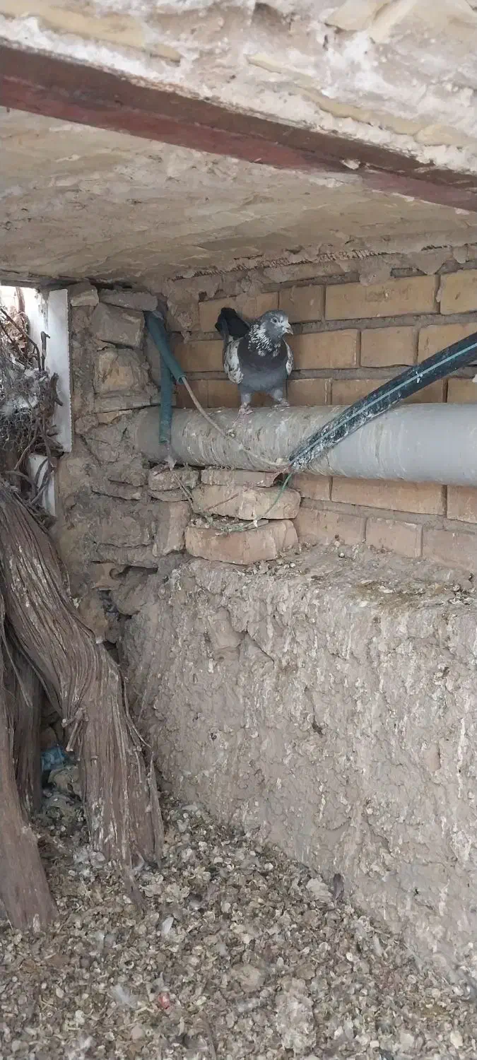 کبوتر پرشی|پرنده|دهاقان, |دیوار