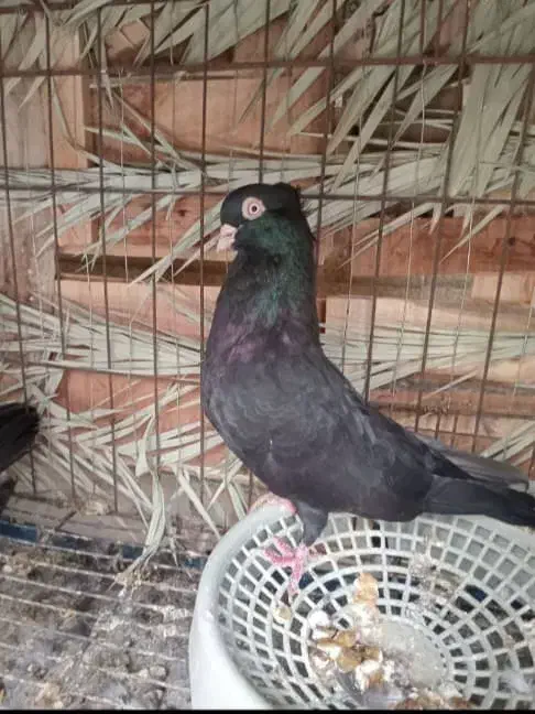 کبوتر سیاه ابادانی|پرنده|امیدیه, |دیوار