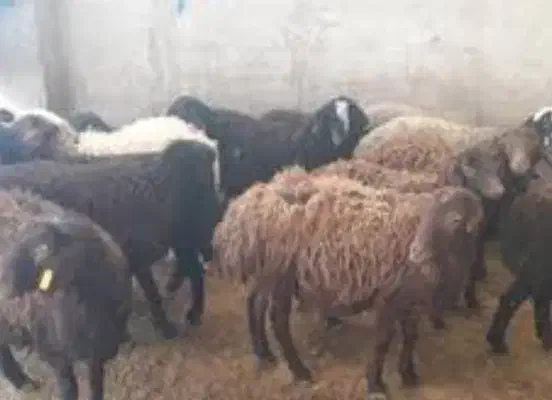 دام زنده کشتار|حیوانات مزرعه|شاهین‌شهر, شهرک گلدیس|دیوار