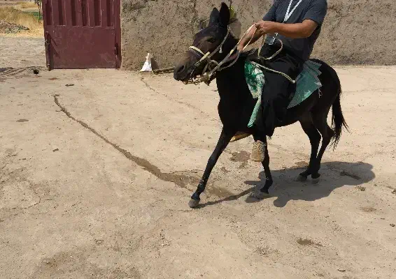 قاطر 3 سال|حیوانات مزرعه|کوهدشت, |دیوار