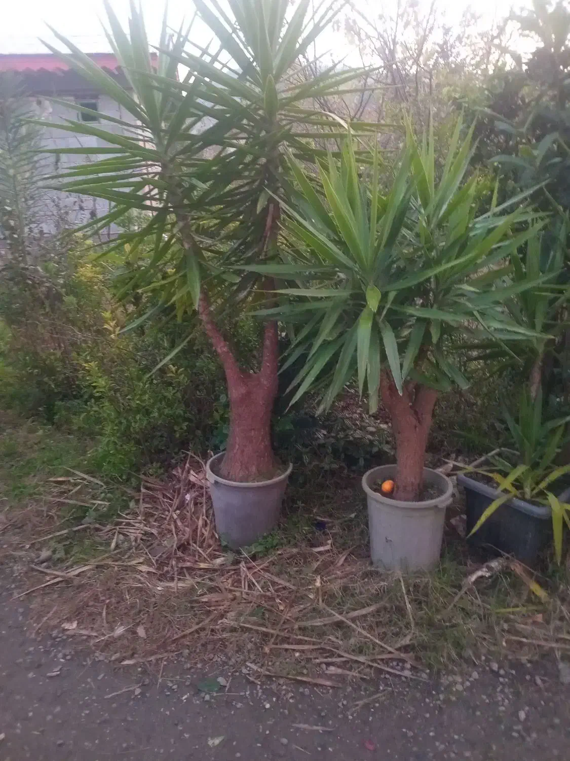 گل یوکا|گل و گیاه طبیعی|واجارگاه, |دیوار