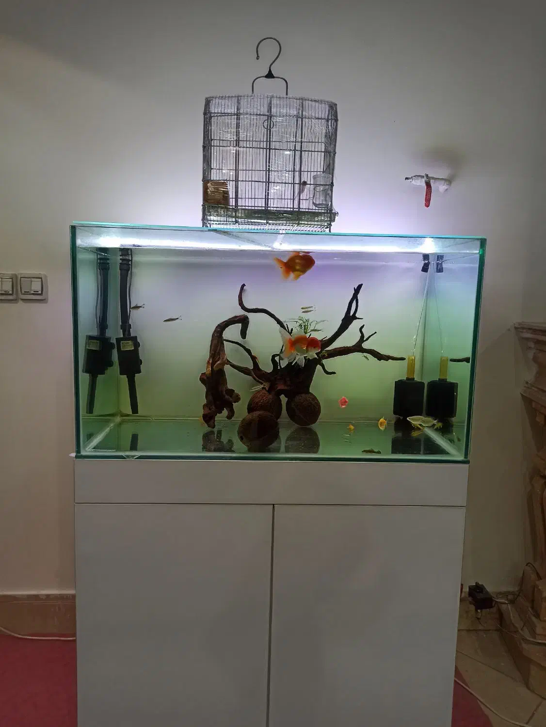 آکواریم ریملس|ماهی|کرج, شاهینویلا|دیوار