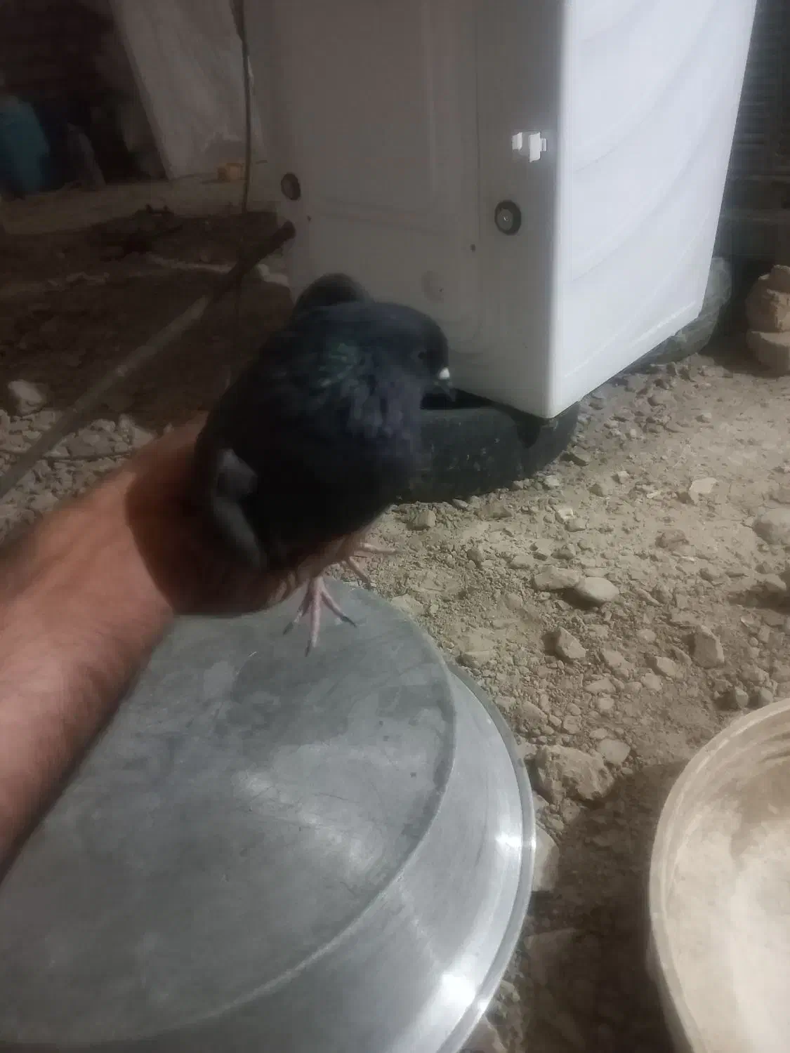 مرغ عشق ماده و یک عدد کفتر زاغ ماده|پرنده|نیمروز, |دیوار