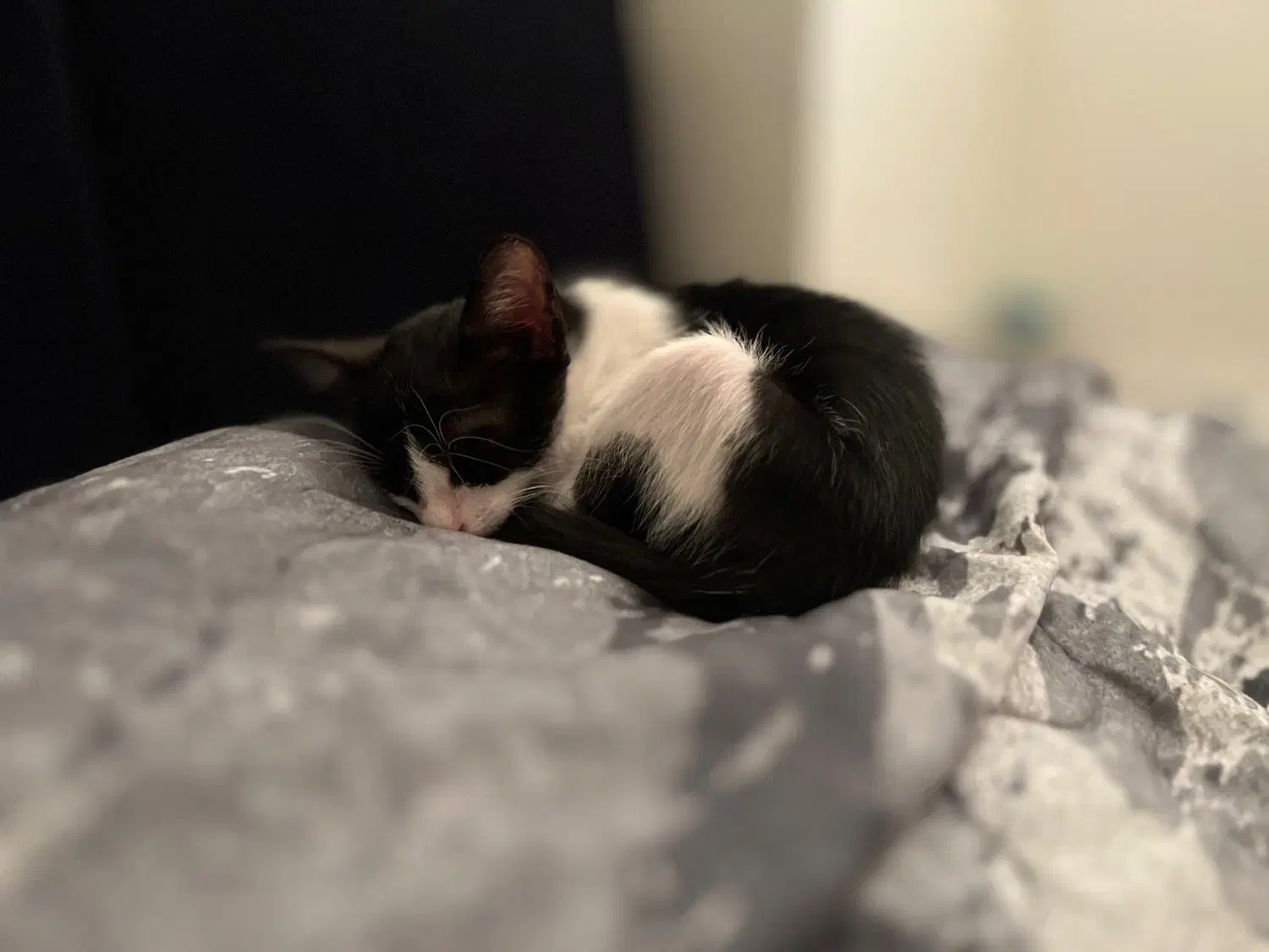 واگذاری گربه|گربه|کیش, |دیوار