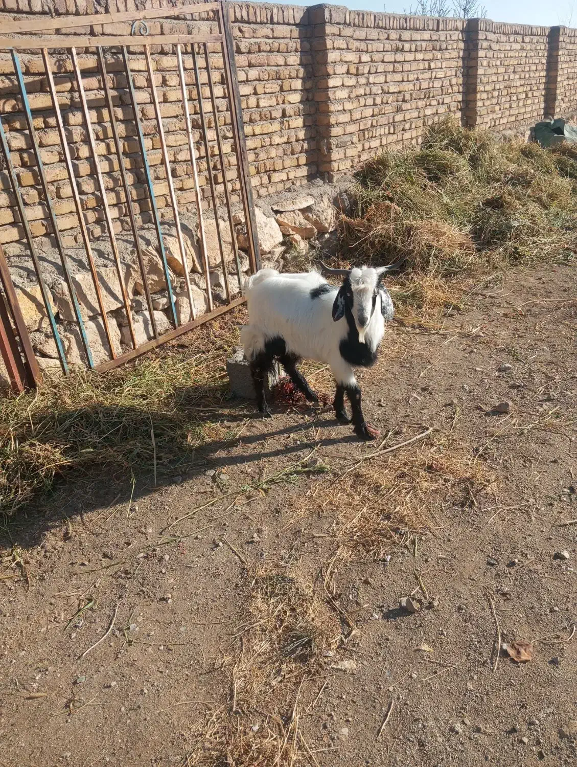 بر نر یکساله عراقی|حیوانات مزرعه|نوشین شهر, |دیوار