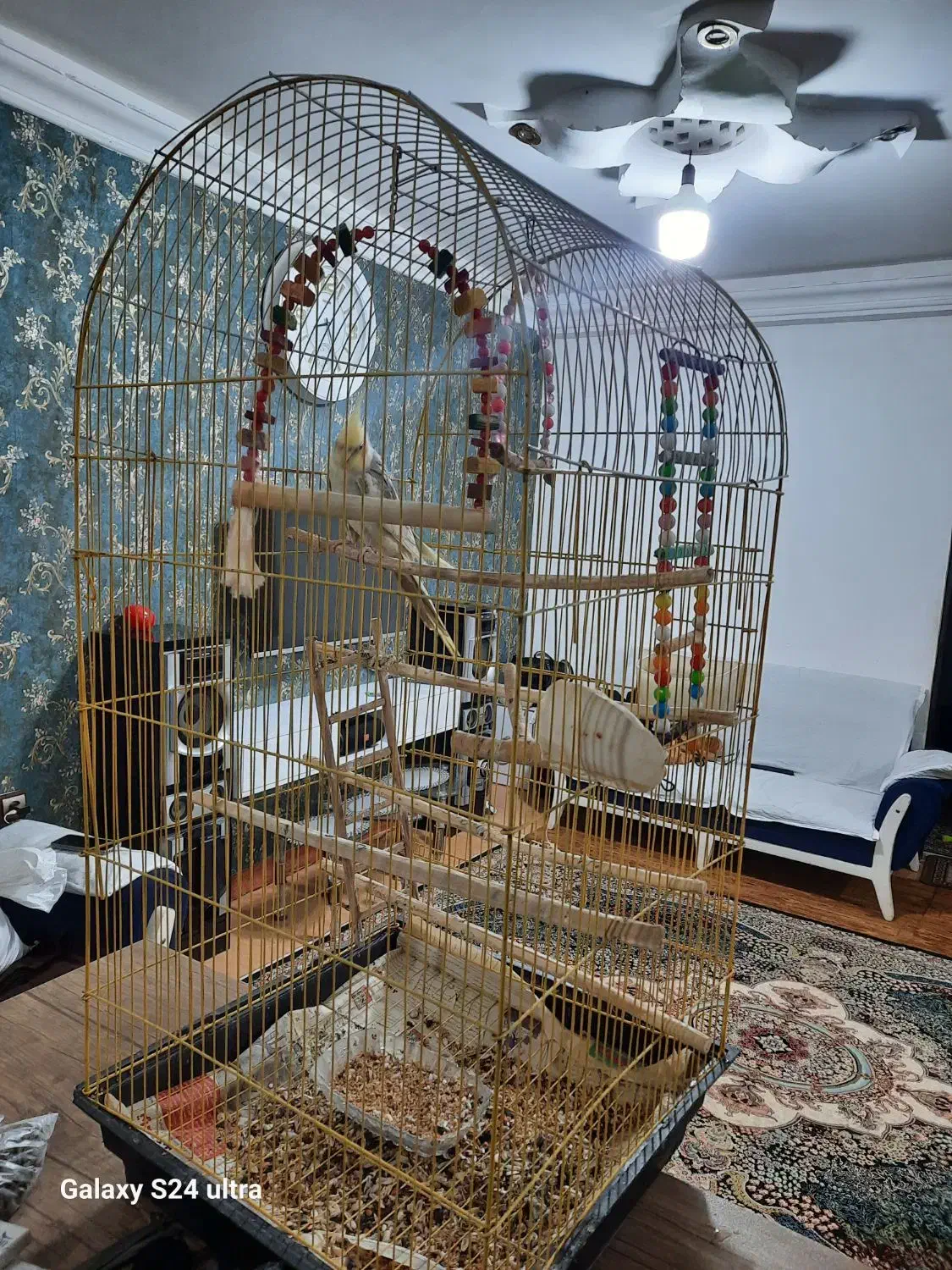 طوطی عروس با قفس|پرنده|رشت, عینک|دیوار