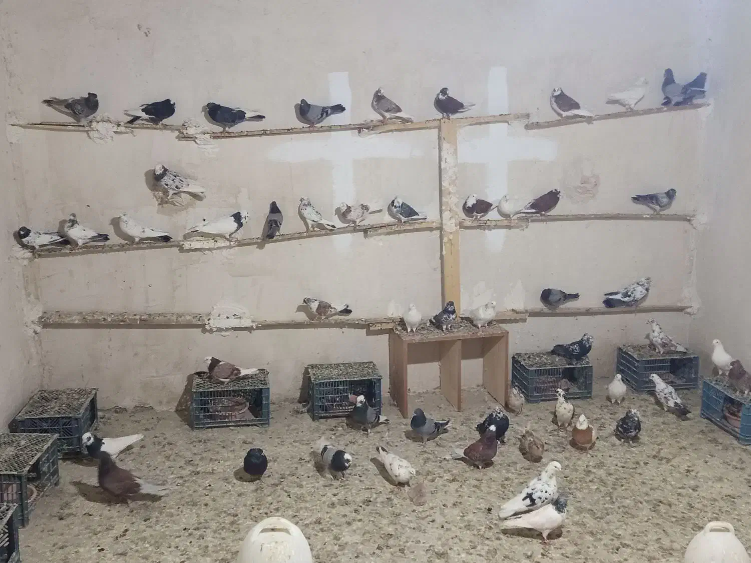 کبوتر|پرنده|محمدبار, |دیوار