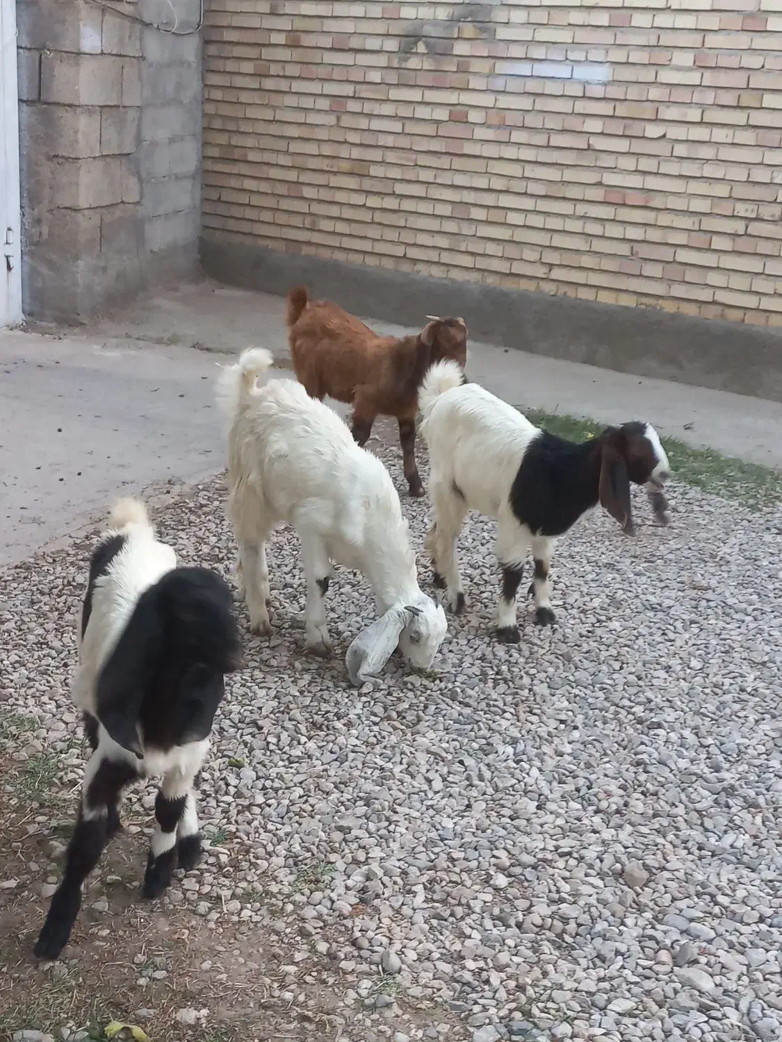 بزغاله جنس|حیوانات مزرعه|گنبد کاووس, |دیوار