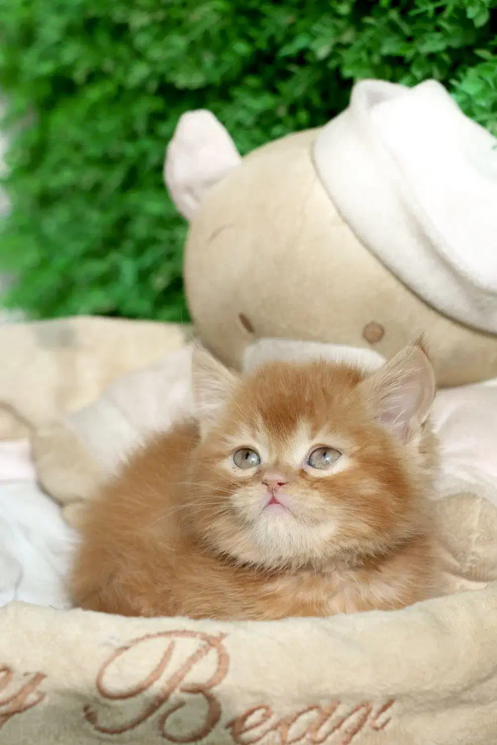 جمعه سیاه پیشی|گربه|اصفهان, کوجان|دیوار