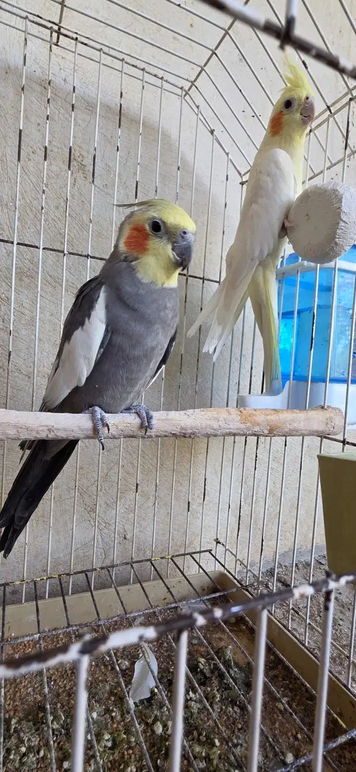 جفت عروس هلندی مولد|پرنده|شیراز, گویم|دیوار