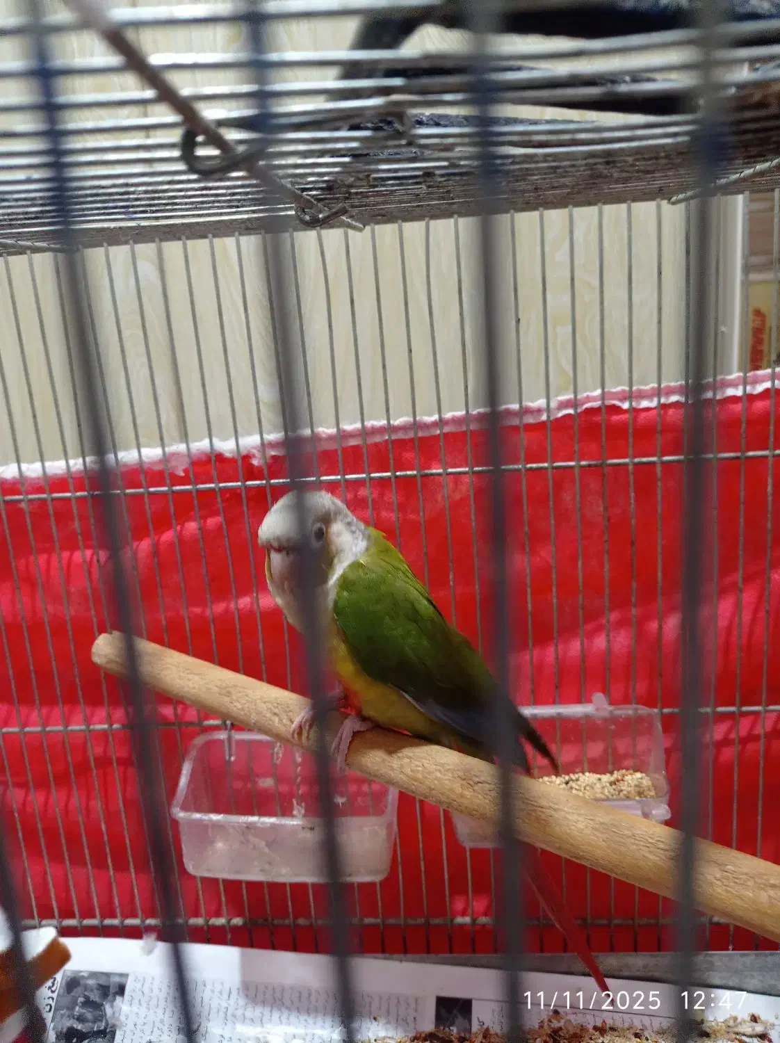 طوطی گرینچیک اهلی دستی|پرنده|الوند, |دیوار