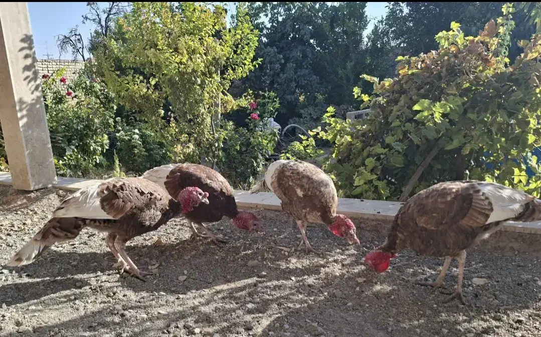 بوقلمون چهارعددنرهستن نژاد بربون|حیوانات مزرعه|معصومیه, |دیوار