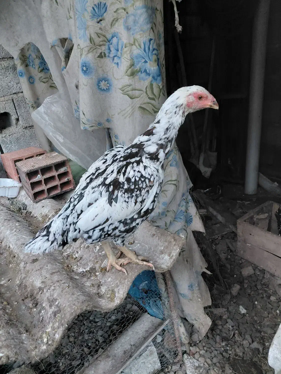 ۲عدد مرغ لاری چیل|حیوانات مزرعه|بابل, |دیوار