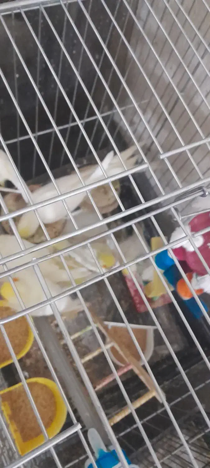 لوتینو دستی دو و سه ماهه|پرنده|تهران, والفجر (افسریه)|دیوار