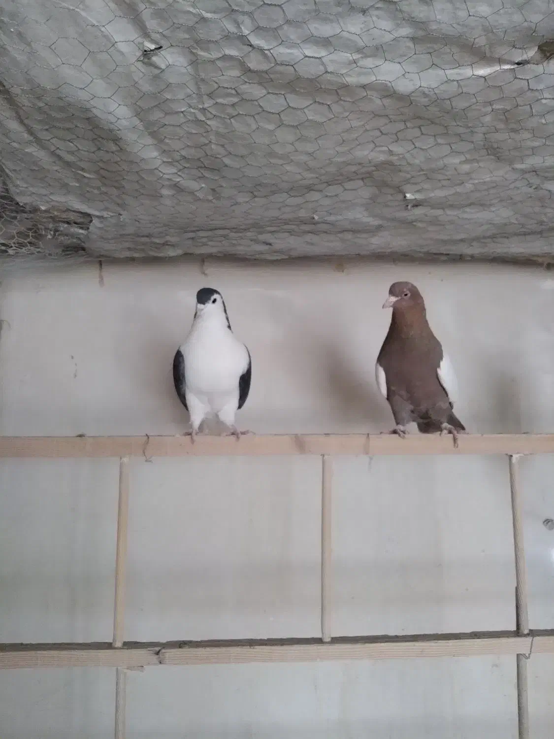 کفتر پرشی و یاهو|پرنده|قم, دورشهر|دیوار