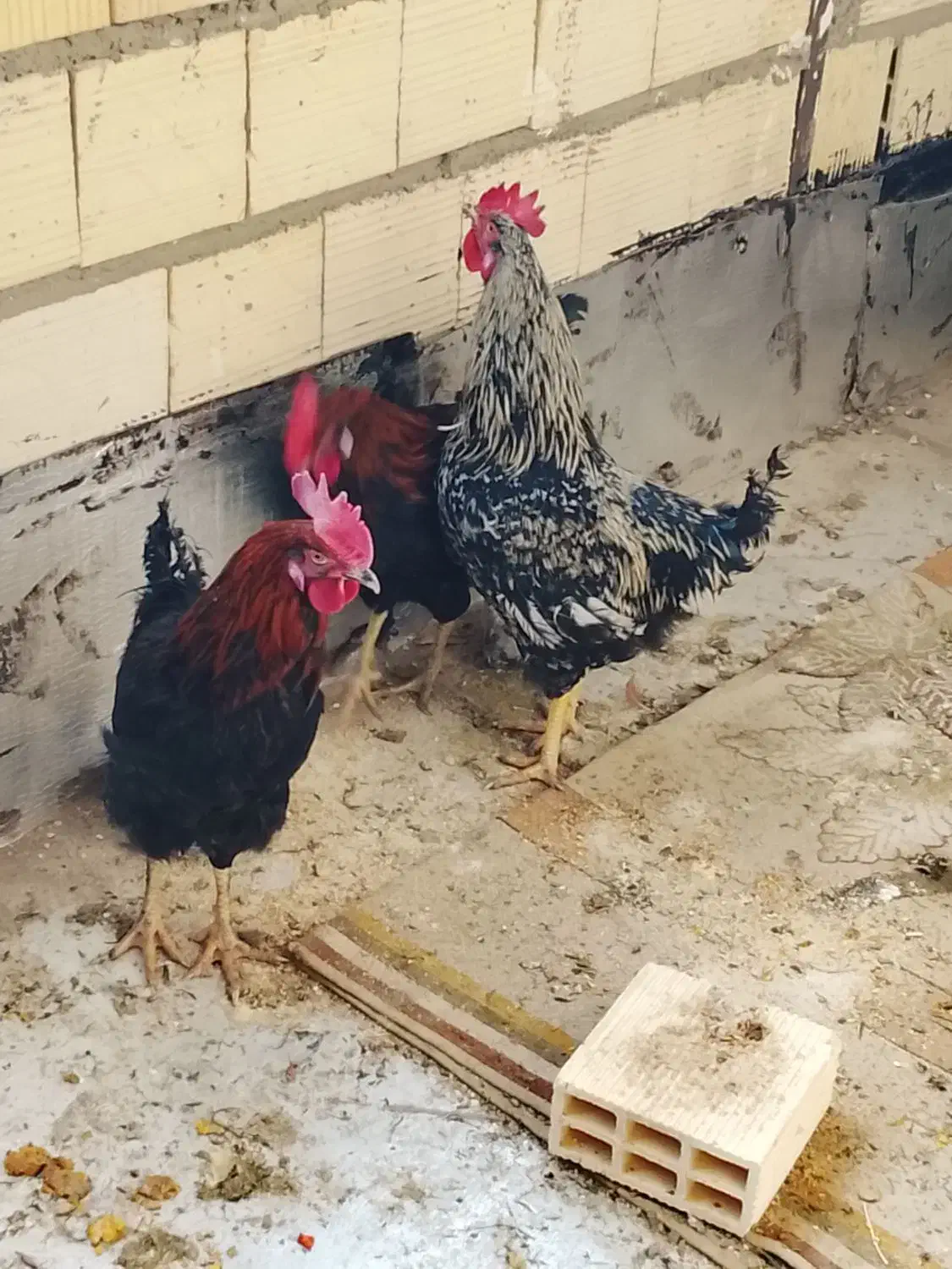 خروس محلی|حیوانات مزرعه|ماهدشت, |دیوار