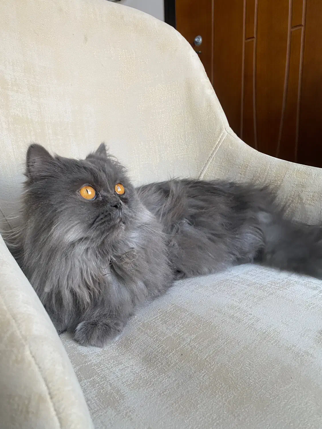 واگذاری گربه پرشین|گربه|نیشابور, هفده شهریور|دیوار