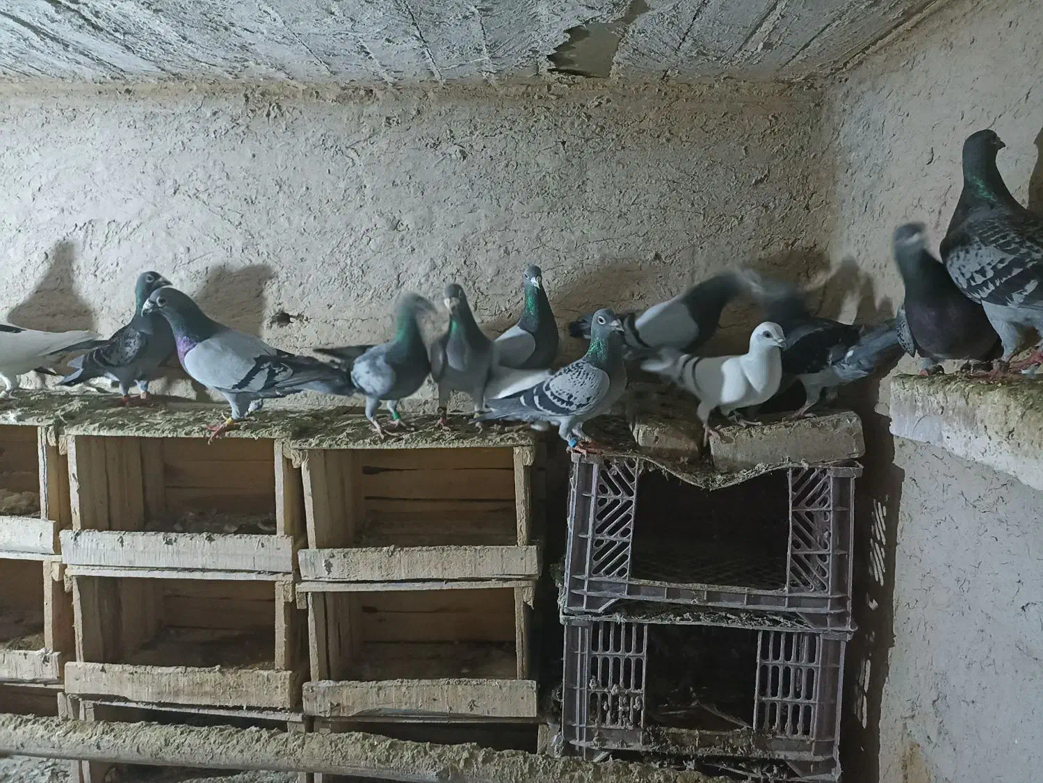 کبوتر|پرنده|میاندوآب, |دیوار