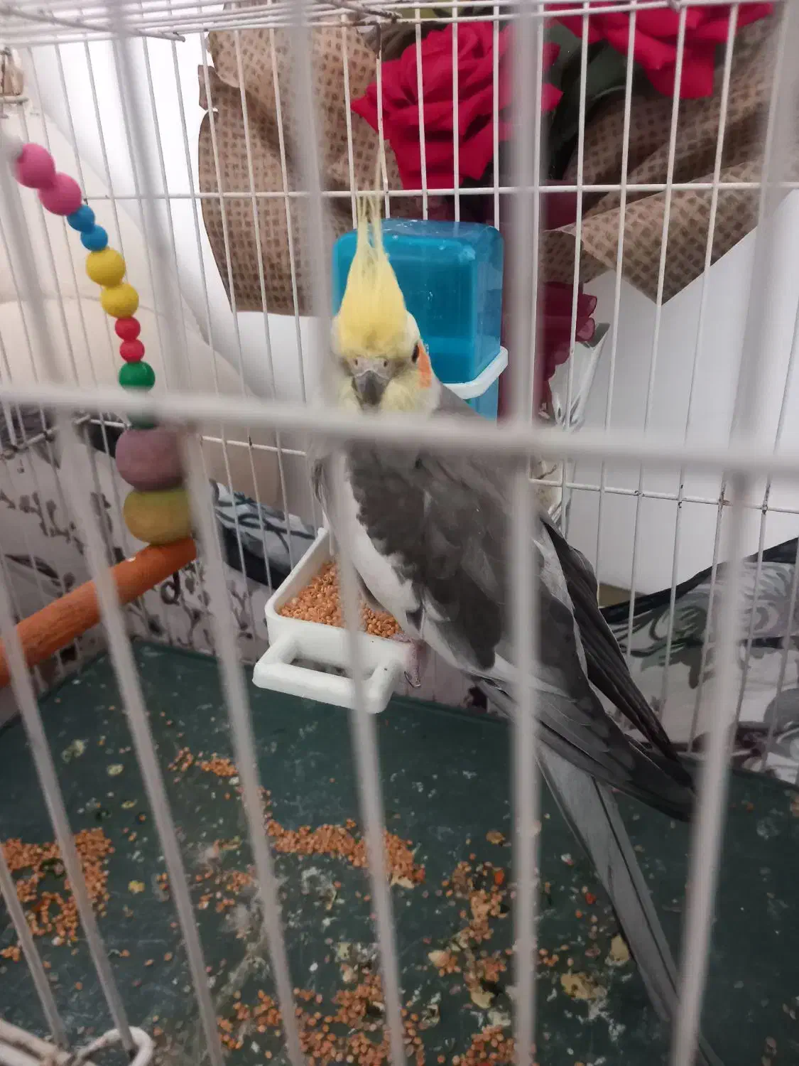 عروس هلندی|پرنده|تربت‌حیدریه, پائین ولایت|دیوار