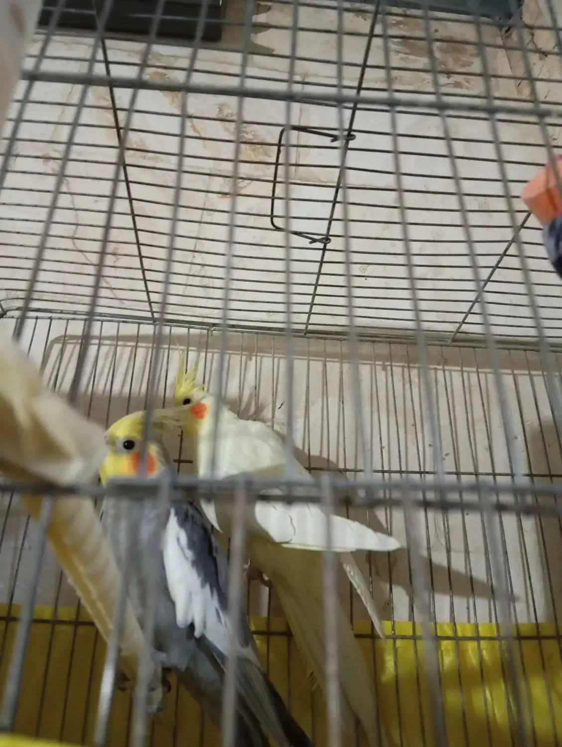 یک جفت عروس هلندی سخنگو و دستی|پرنده|دلیجان, |دیوار