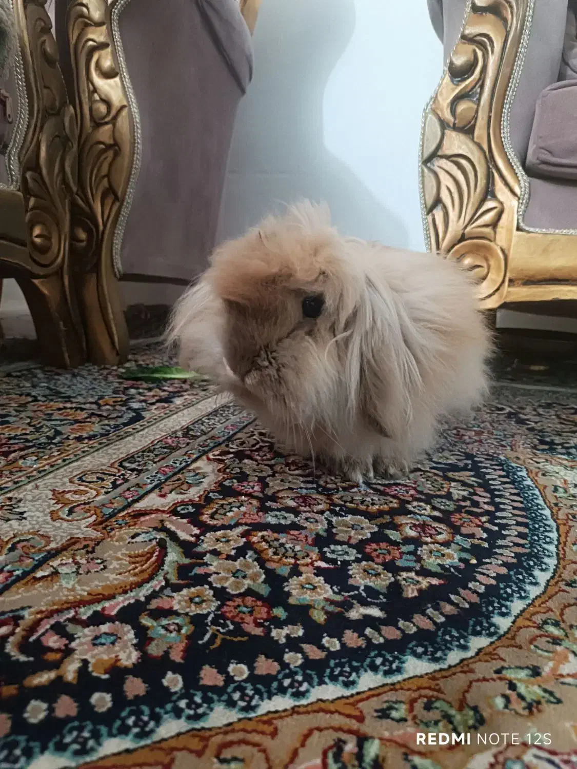 خرگوش|موش و خرگوش|مشهد, توس فردوسی|دیوار