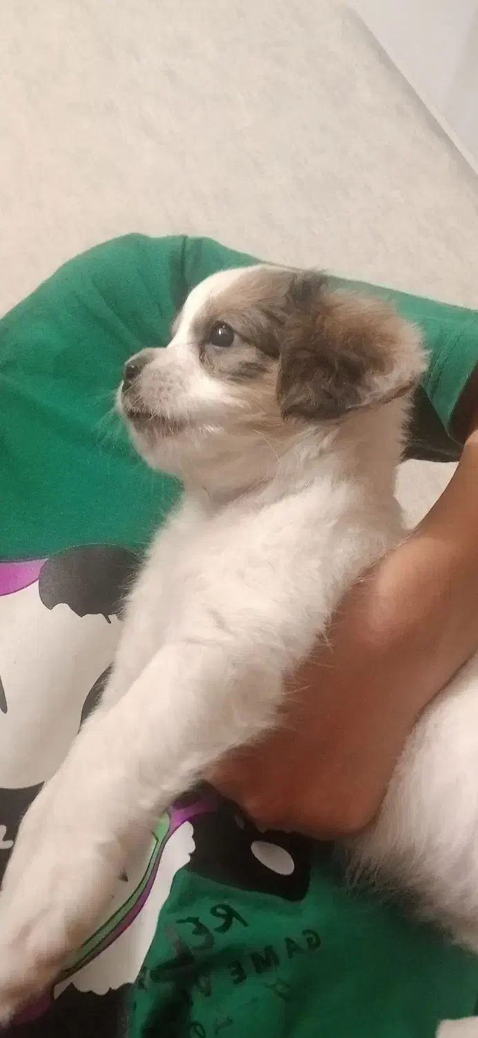 سگ اشپیدز(جانا)|سگ|فولادشهر, مسکن مهر فولادشهر|دیوار