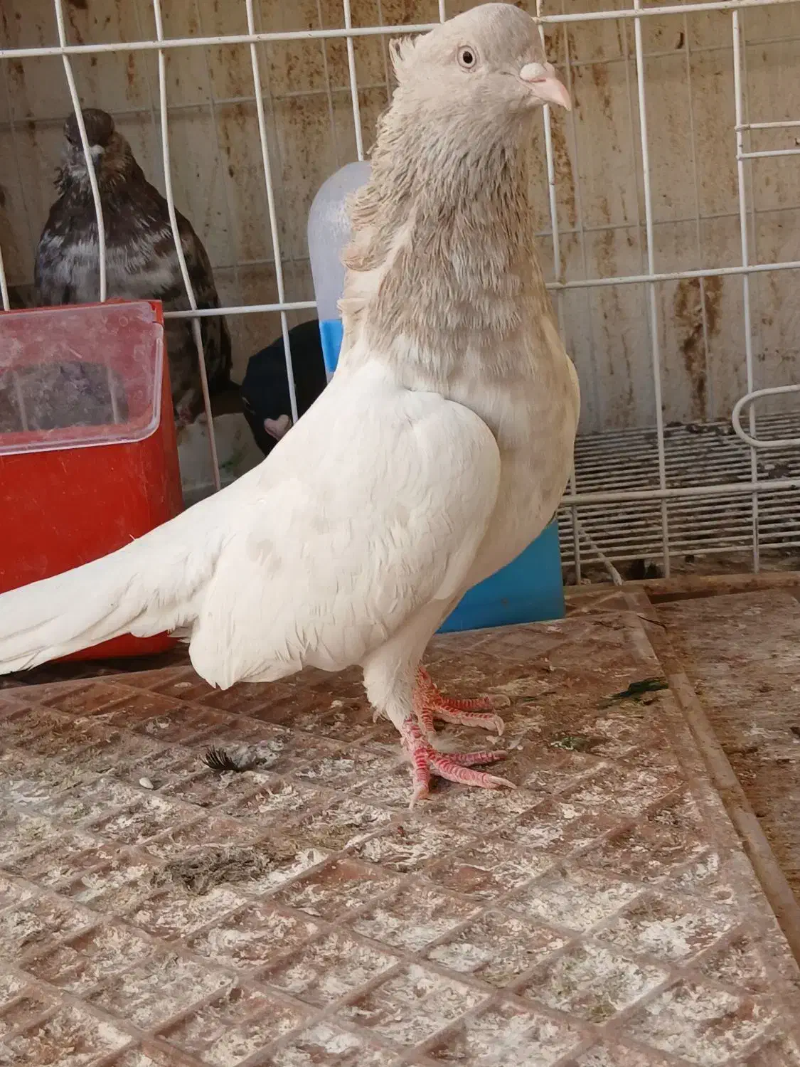 کله ابر کلاهی|پرنده|جیرفت, |دیوار