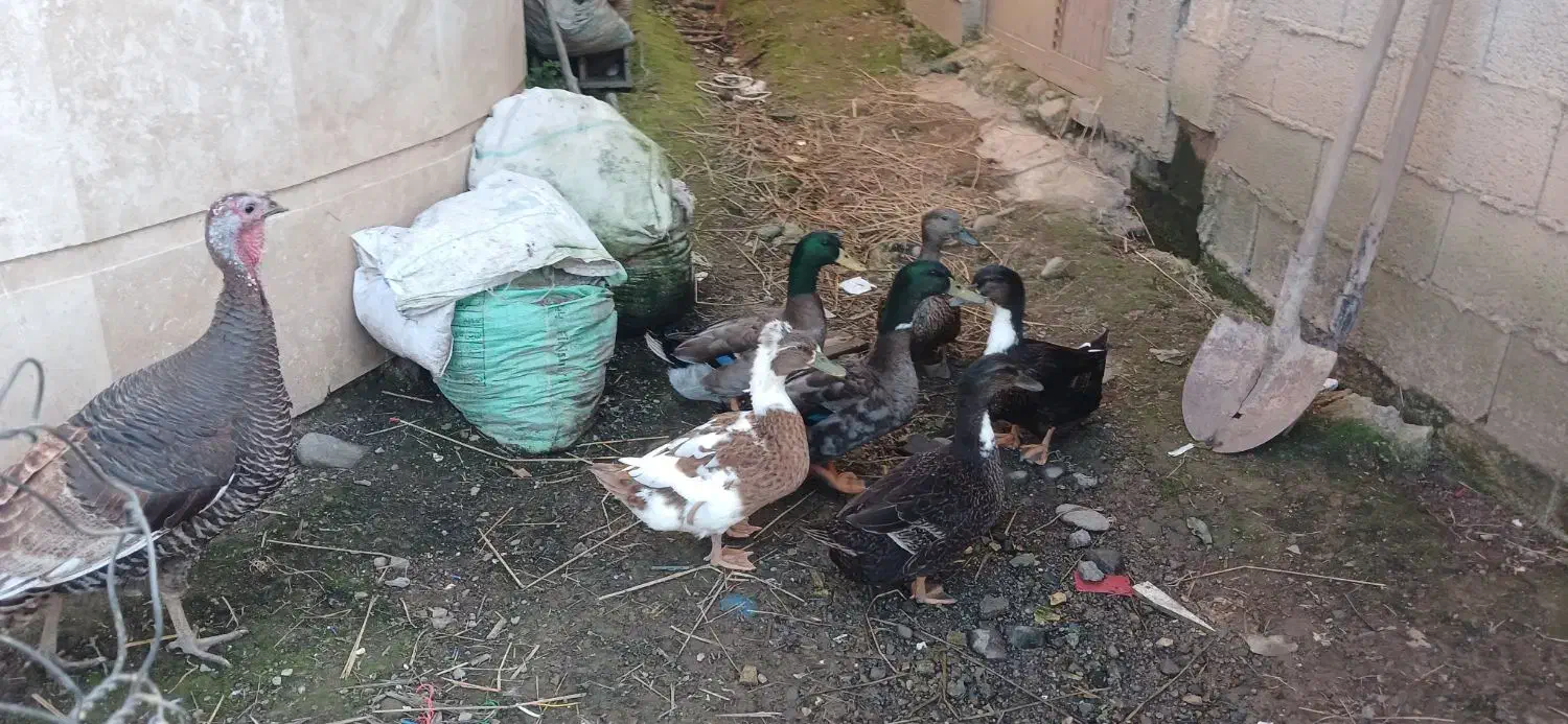 اردک کاکلی و بوقلمون و مرغ محلی تخمگذار|حیوانات مزرعه|ماسال, |دیوار