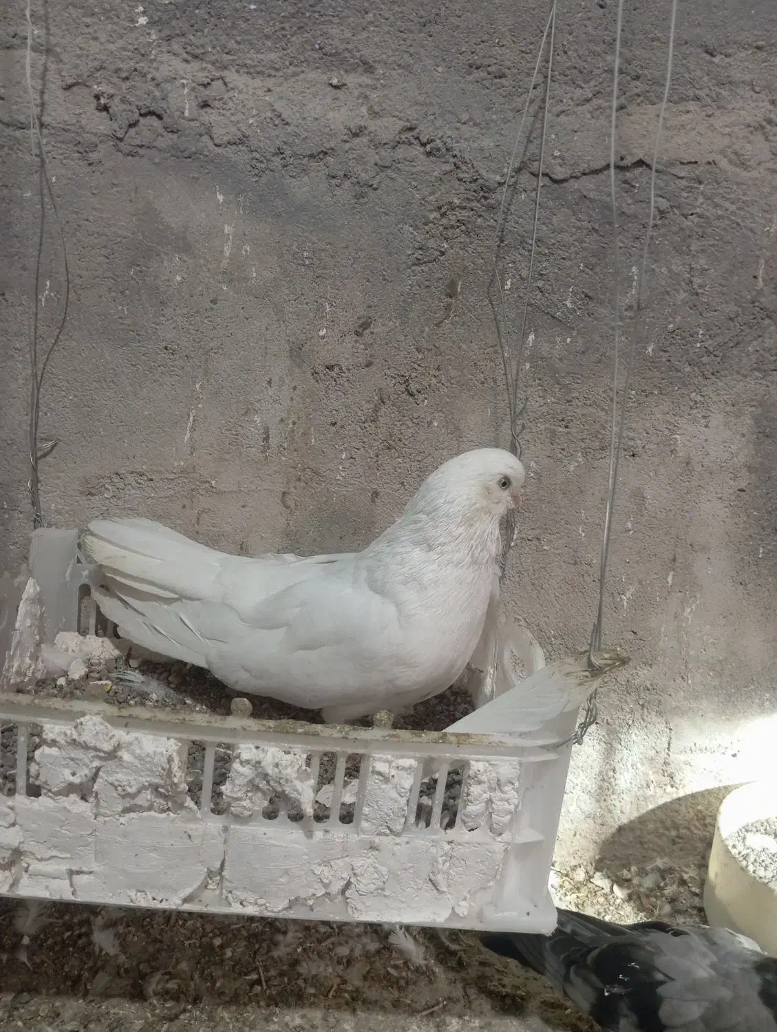 یک جفت کبوتر سفید|پرنده|میانه, |دیوار