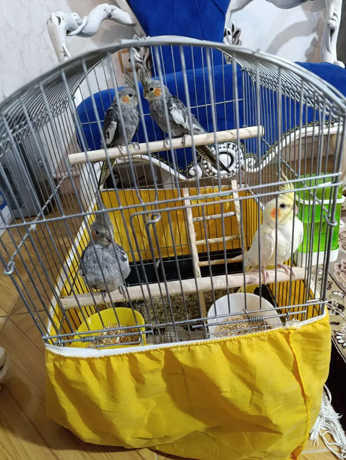 4عدد جوجه عروس هلندی|پرنده|پاکدشت, پاکدشت (مامازند)|دیوار