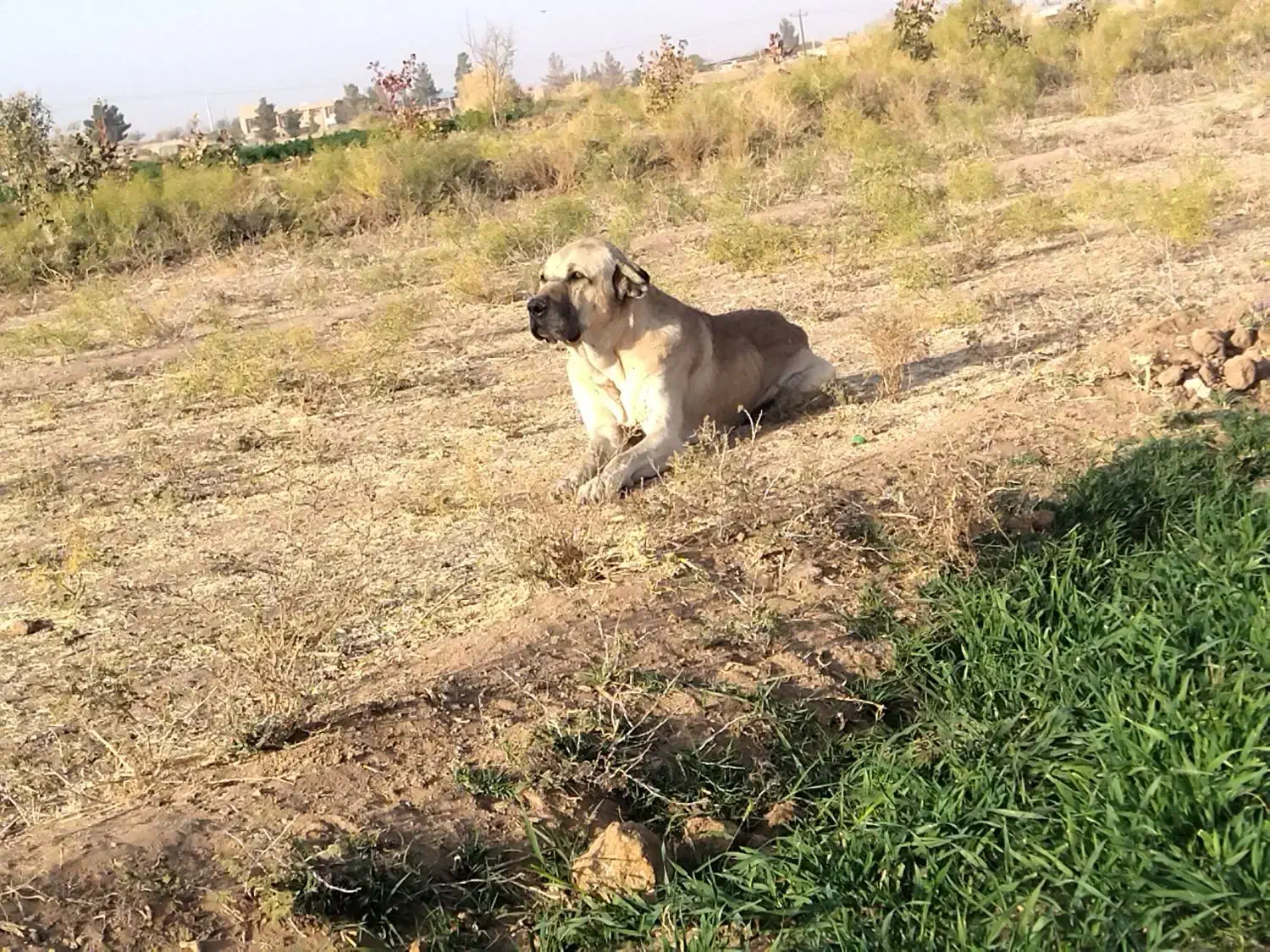 واگذاری|حیوانات مزرعه|طبس, |دیوار