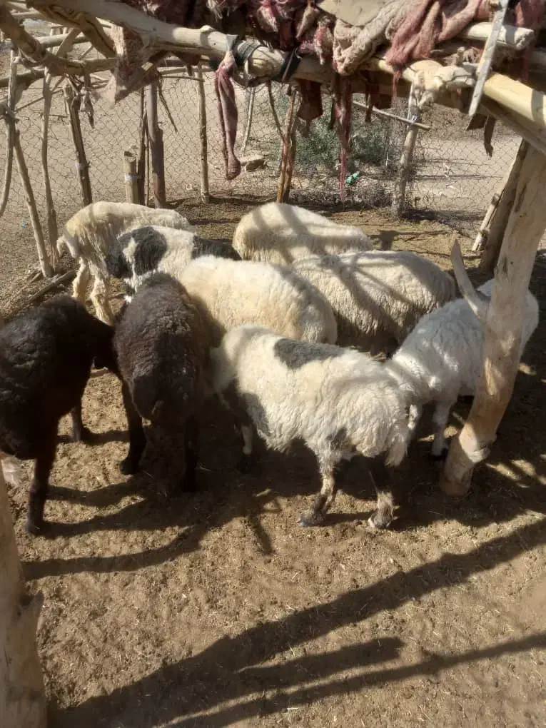 میش فروشی|حیوانات مزرعه|قلعه گنج, |دیوار