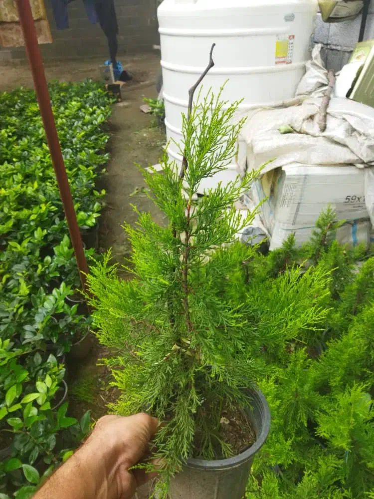 کاج طلایی سطل ۴|گل و گیاه طبیعی|چابکسر, |دیوار