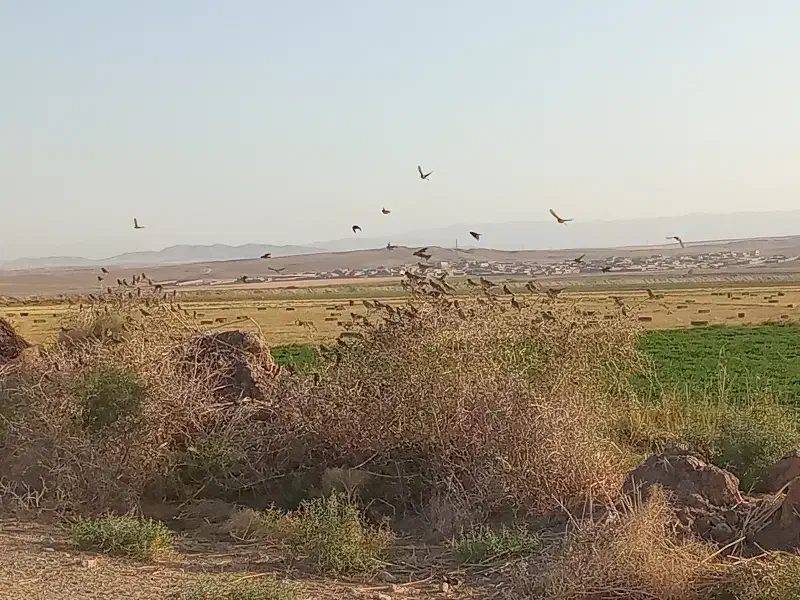 سرمایه گذاری اینده دار|مشارکت در ساخت املاک|رضویه, |دیوار