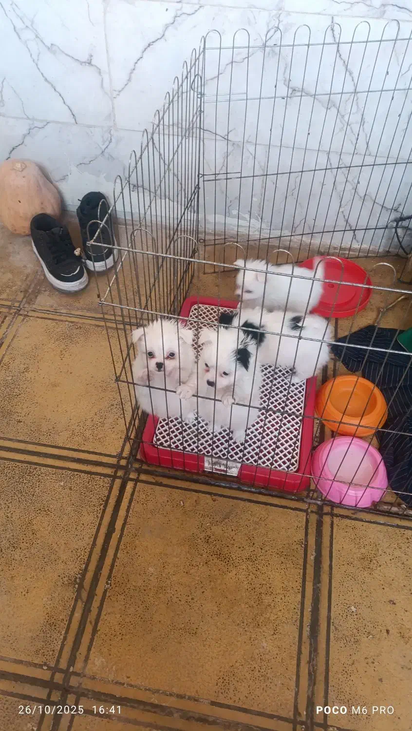 سگ شیتزو|سگ|ورامین, ورامین|دیوار