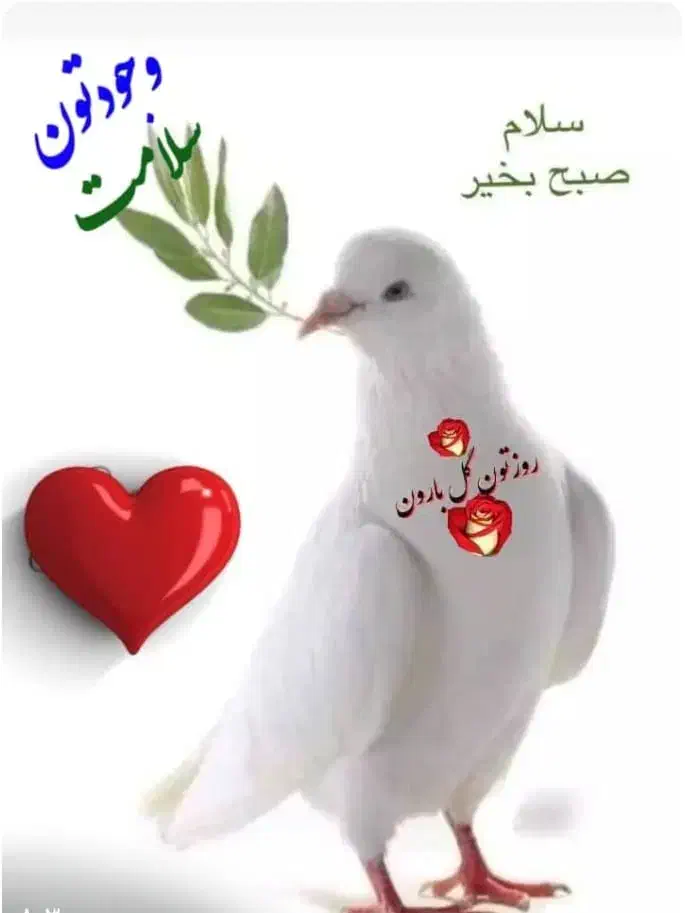 کبوتر|پرنده|شراء, |دیوار