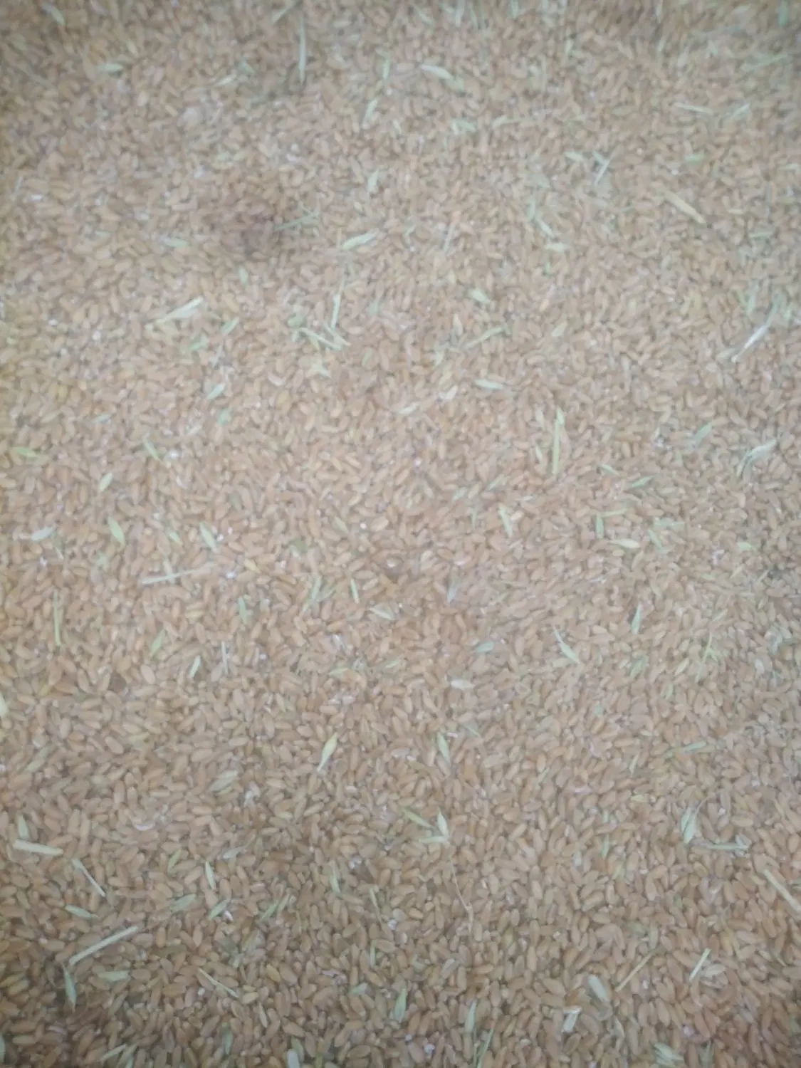 گندم|گل و گیاه طبیعی|چغادک, |دیوار